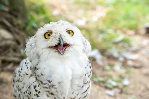 Old White Spotted Owl Wild Nocturnal Predator Hunter — стоковое фото