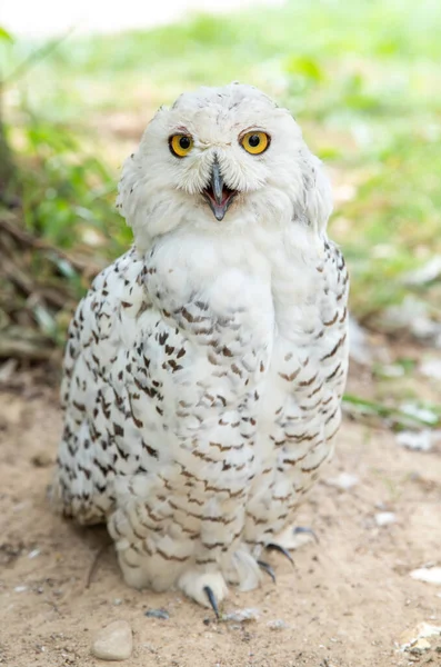 Old White Spotted Owl Wild Nocturnal Predator Hunter — 图库照片