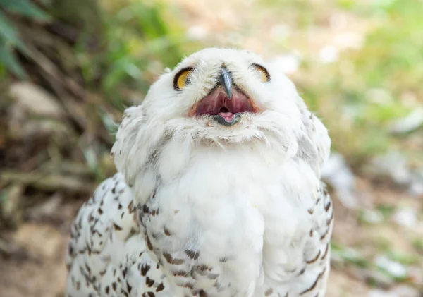 Old White Spotted Owl Wild Nocturnal Predator Hunter — Fotografia de Stock