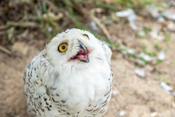 Old White Spotted Owl Wild Nocturnal Predator Hunter —  Fotos de Stock