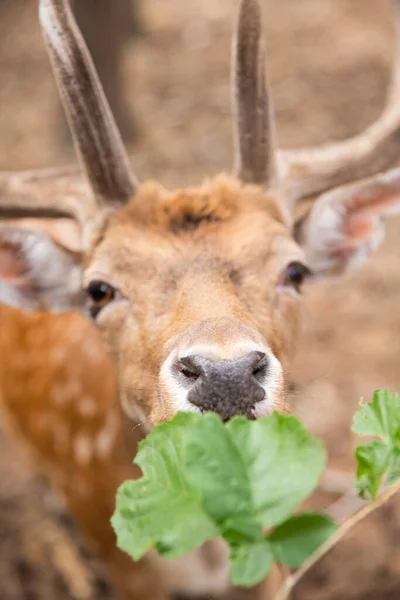 Deer Muzzle Close While Animal Feeding Selective Sharpness Focus Deer — Photo