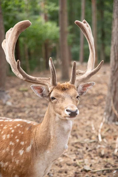 Deer Muzzle Close While Animal Feeding Selective Sharpness Focus Deer — Stock Photo, Image