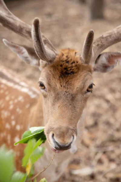 Deer Muzzle Close While Animal Feeding Selective Sharpness Focus Deer — Stock Photo, Image