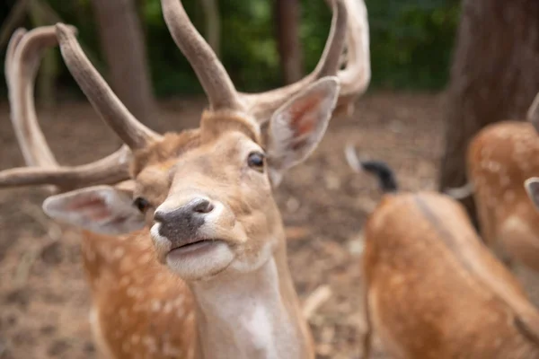 Deer Muzzle Close While Animal Feeding Selective Sharpness Focus Deer —  Fotos de Stock