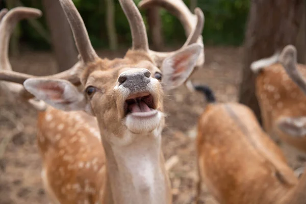 Deer Muzzle Close While Animal Feeding Selective Sharpness Focus Deer — Stock Photo, Image