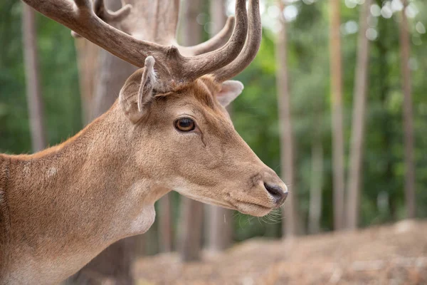 Spotted Red Deer Wild Animals Reserve —  Fotos de Stock