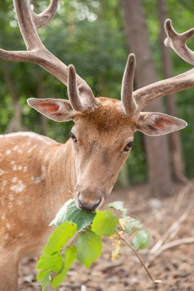 Deer Muzzle Close While Animal Feeding Selective Sharpness Focus Deer —  Fotos de Stock