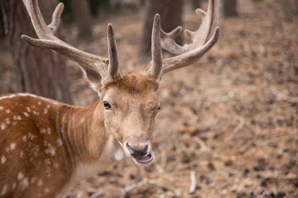 Spotted Red Deer Wild Animals Reserve —  Fotos de Stock