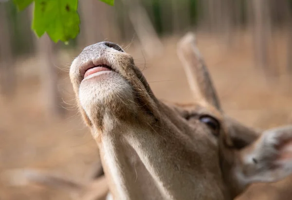 Deer Muzzle Close While Animal Feeding Selective Sharpness Focus Deer — Φωτογραφία Αρχείου