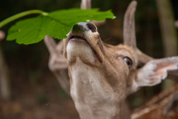 Deer Muzzle Close While Animal Feeding Selective Sharpness Focus Deer — Stock Photo, Image