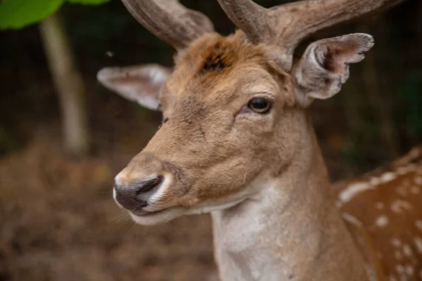 Deer Muzzle Close While Animal Feeding Selective Sharpness Focus Deer — Stock Photo, Image