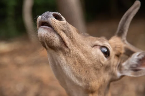 Deer Muzzle Close While Animal Feeding Selective Sharpness Focus Deer — Φωτογραφία Αρχείου
