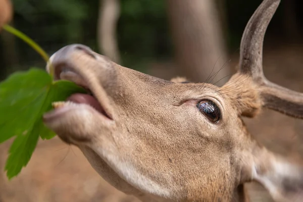 Deer Muzzle Close While Animal Feeding Selective Sharpness Focus Deer — Stock Photo, Image