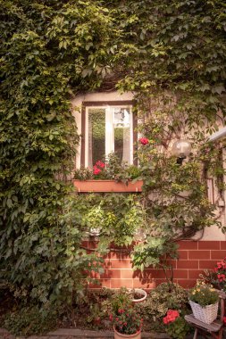 A beautiful courtyard of a rural house, a lot of plants and greenery, flowers in flowerpots and beautiful grapes along the walls of the house, the village.