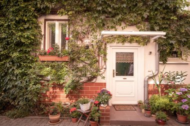 A beautiful courtyard of a rural house, a lot of plants and greenery, flowers in flowerpots and beautiful grapes along the walls of the house, the village.