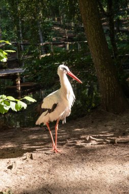 göl yakınındaki beyaz leylek
