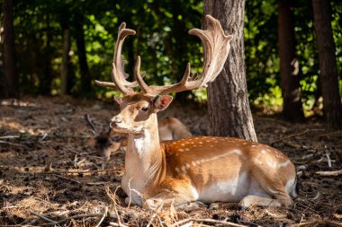 Two spotted red deer in the wild, animals are resting in the reserve.
