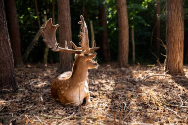 Two spotted red deer in the wild, animals are resting in the reserve.