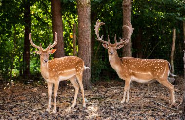 Two spotted red deer in the wild, animals graze in the reserve.