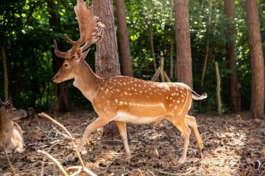 Two spotted red deer in the wild, animals are resting in the reserve.