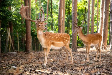 Two spotted red deer in the wild, animals graze in the reserve.