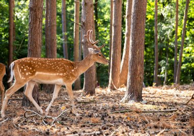 Two spotted red deer in the wild, animals are resting in the reserve.