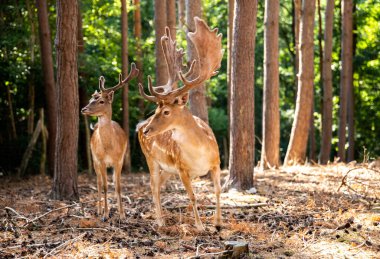 Two spotted red deer in the wild, animals graze in the reserve.