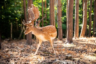 Two spotted red deer in the wild, animals are resting in the reserve.