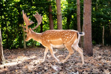 Two spotted red deer in the wild, animals are resting in the reserve.