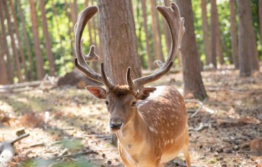Two spotted red deer in the wild, animals are resting in the reserve.