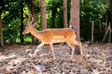 Two spotted red deer in the wild, animals are resting in the reserve.