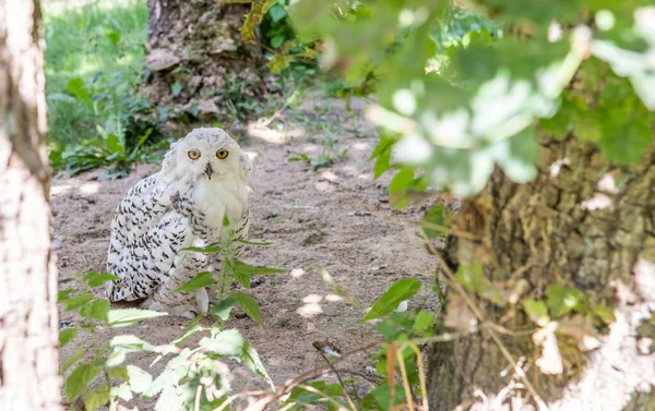 Old White Spotted Owl Wild Nocturnal Predator Hunter — Fotografia de Stock