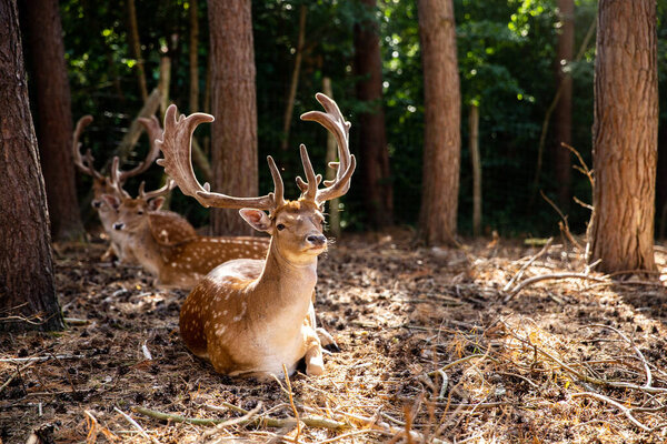 Two spotted red deer in the wild, animals are resting in the reserve.