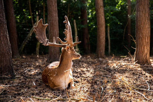 Two spotted red deer in the wild, animals are resting in the reserve.