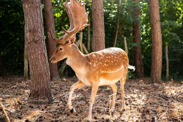 Two spotted red deer in the wild, animals are resting in the reserve.
