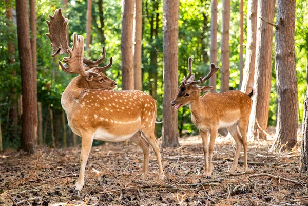 Two Spotted Red Deer Wild Animals Graze Reserve — Fotografia de Stock