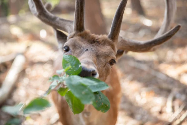 Deer Muzzle Close While Animal Feeding Selective Sharpness Focus Deer —  Fotos de Stock