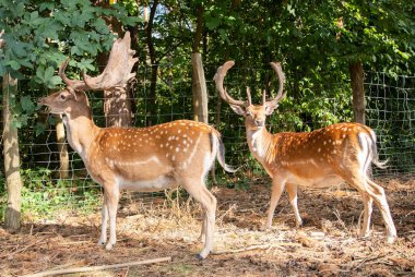 Ormandaki geyik portresi 