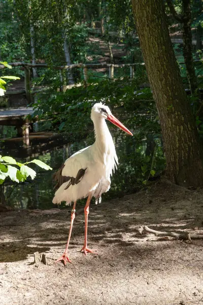 göl yakınındaki beyaz leylek
