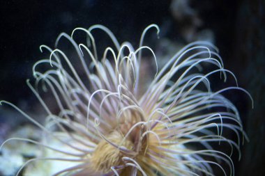 Akvaryumdaki deniz kestanesine yakın.