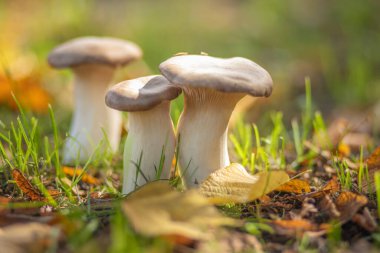 Sonbahar Ormanında Mantarlar 