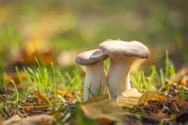 Sonbahar Ormanında Mantarlar 