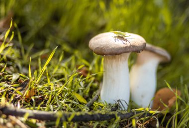 Sonbahar ormanındaki mantarlar 