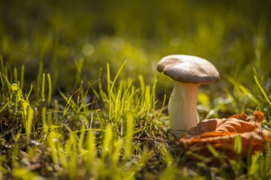 sonbahar ormanda mantar 