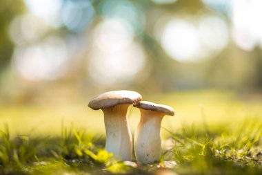 Sonbahar Ormanında Mantarlar 