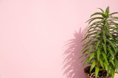 Pembe arka planda yeşil bitki