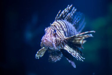 Güzel egzotik Balık Akvaryum 