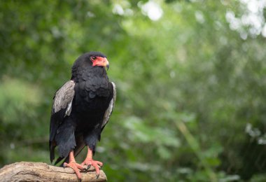 Kara kuş ağaç dalına tünemiş. 