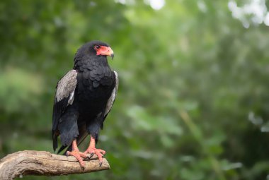 Kara kuş ağaç dalına tünemiş. 