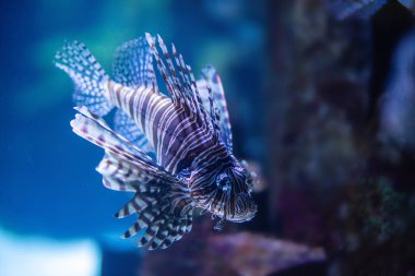 Güzel egzotik Balık Akvaryum 